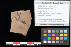 Foto (Objekt + Etikett) von Glyptostrobus ungeri Heer (NHMW-GEO-2024-0188-0185)